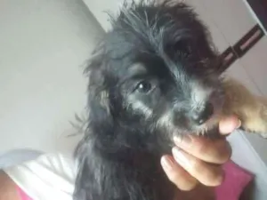 Cachorro raça Pudo misturada com dalmata idade 2 a 6 meses nome N tem