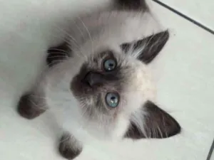 Gato raça indefinita idade Abaixo de 2 meses nome Sem nome