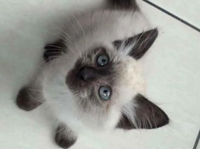 Gato ra a indefinita idade Abaixo de 2 meses nome Sem nome