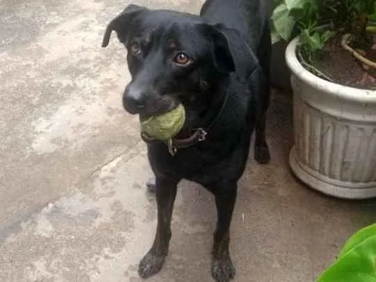 Cachorro ra a Indefinida idade 3 anos nome Leopoldo