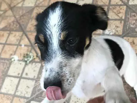 Cachorro raça Vira-lata idade 2 a 6 meses nome Chico