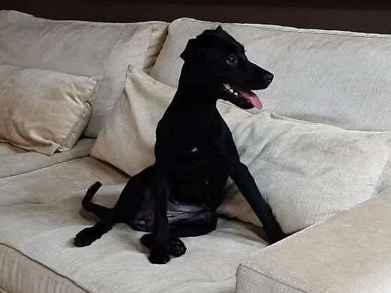 Cachorro ra a sem raca definida idade 1 ano nome Panterinha