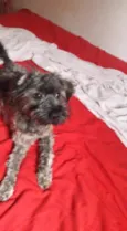 Fubá