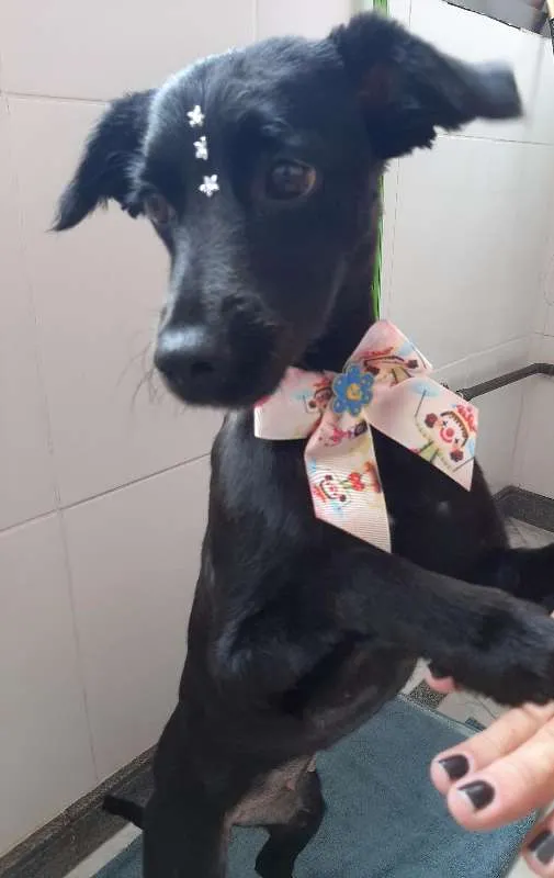 Cachorro ra a sem raca definida idade 1 ano nome Panterinha