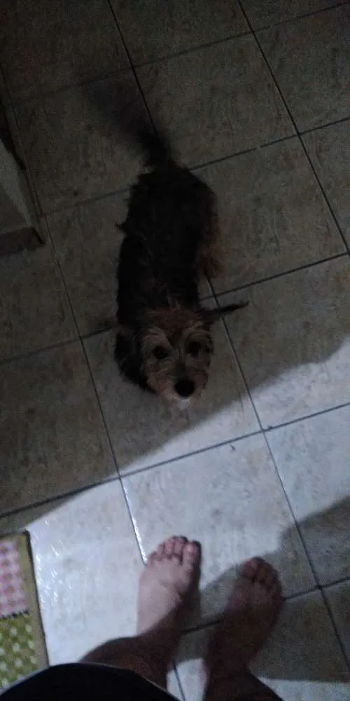 Cachorro ra a Não tem idade 2 a 6 meses nome Athena