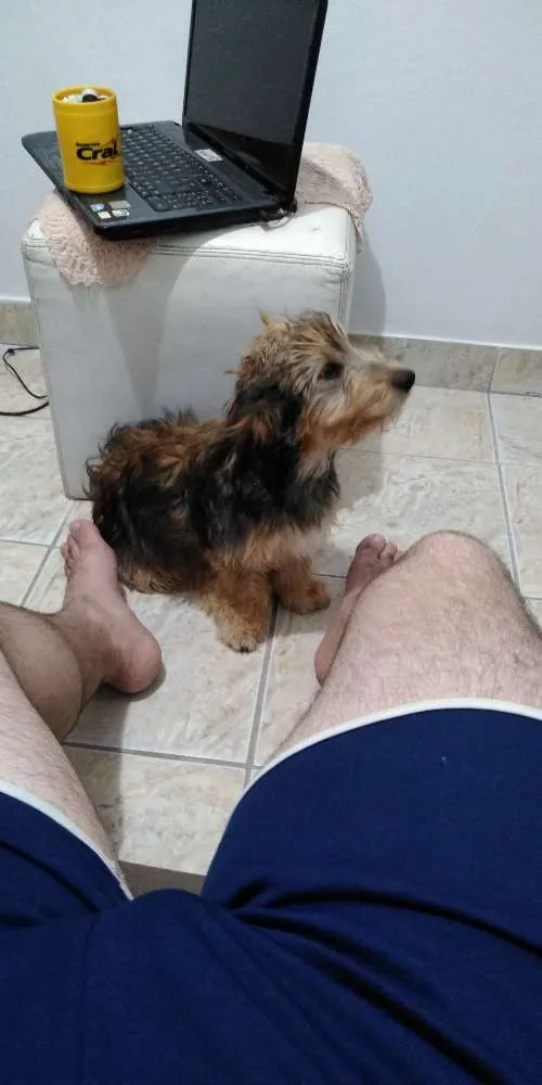 Cachorro ra a Não tem idade 2 a 6 meses nome Athena