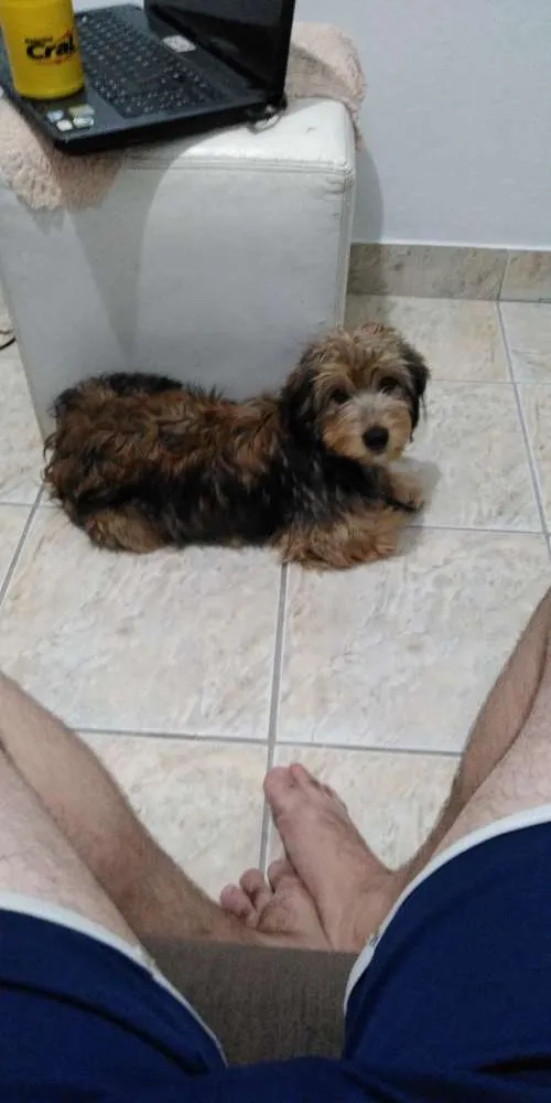 Cachorro ra a Não tem idade 2 a 6 meses nome Athena