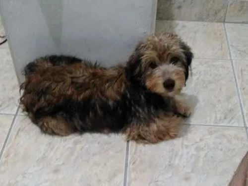 Cachorro ra a Não tem idade 2 a 6 meses nome Athena