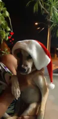 Totó