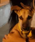 Totó