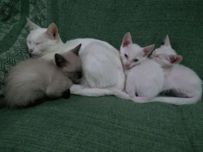 Gato raça Uma siamês e dois branquinhos idade 2 a 6 meses nome Ainda não tem nome 