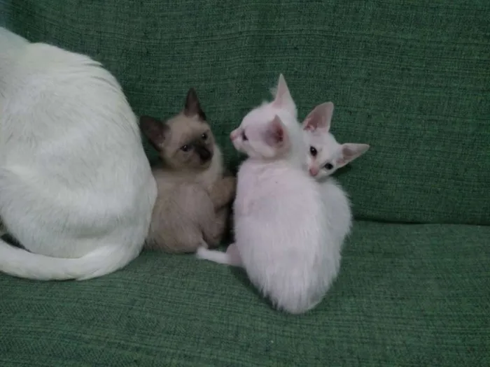 Gato raça Uma siamês e dois branquinhos idade 2 a 6 meses nome Ainda não tem nome 