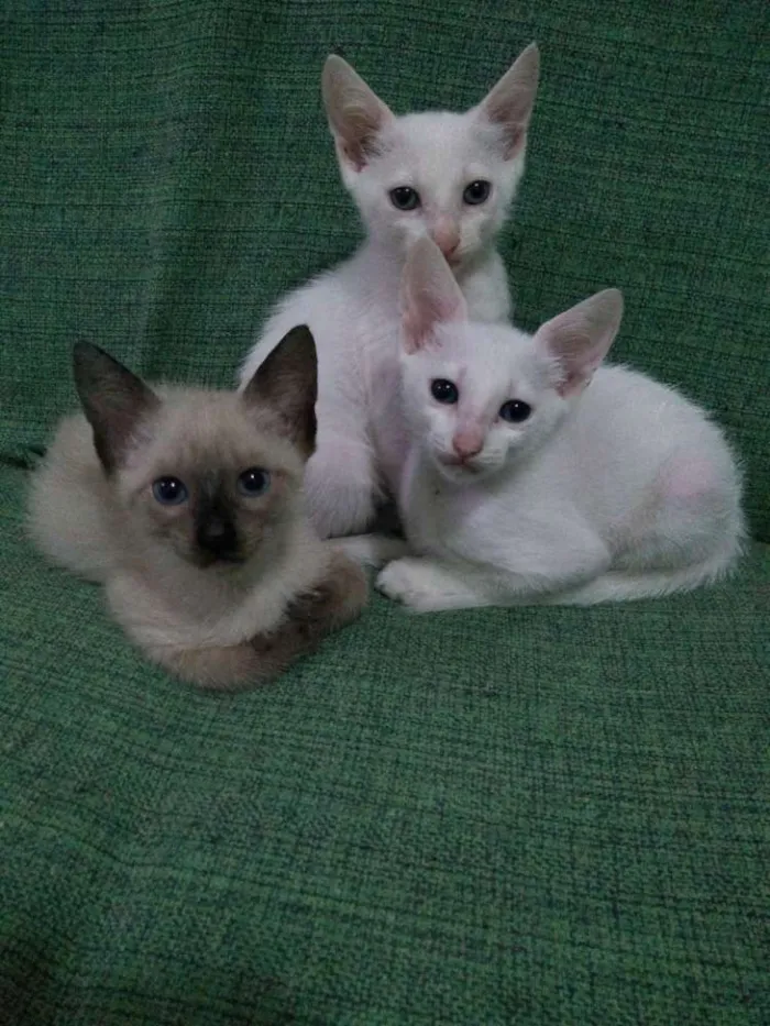 Gato raça Uma siamês e dois branquinhos idade 2 a 6 meses nome Ainda não tem nome 