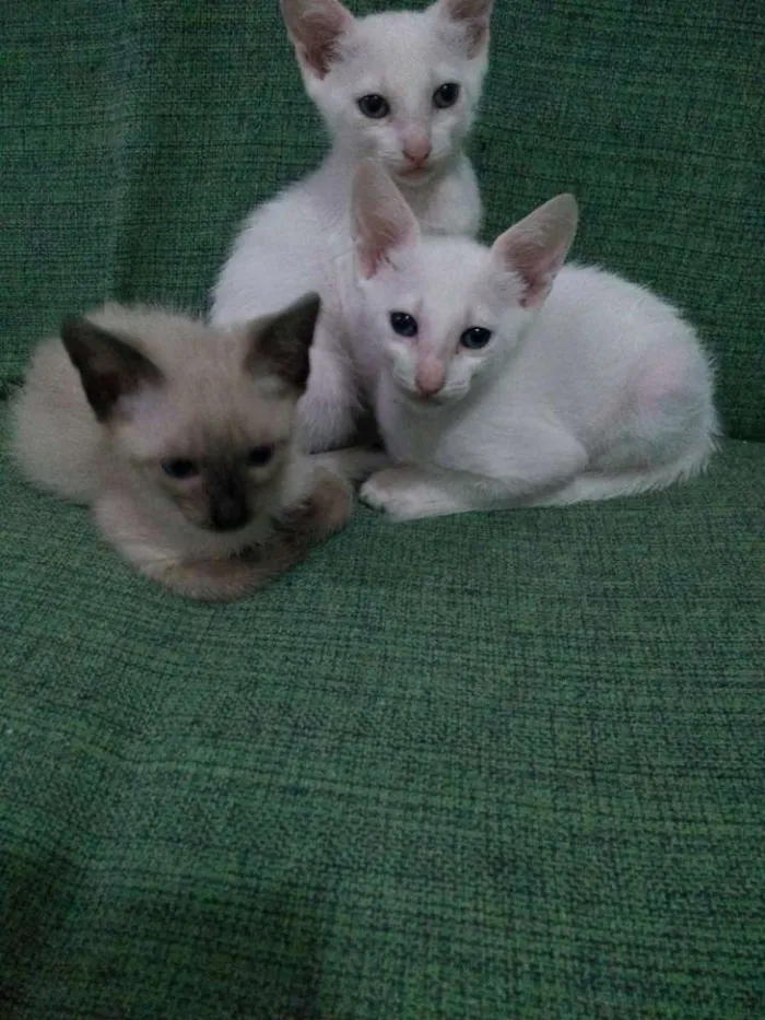 Gato raça Uma siamês e dois branquinhos idade 2 a 6 meses nome Ainda não tem nome 