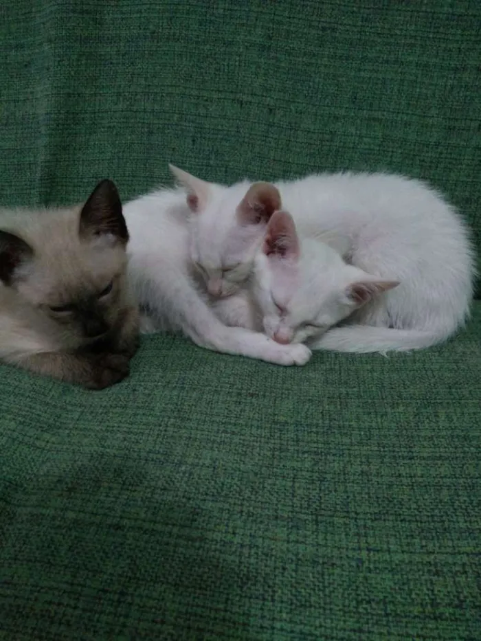 Gato raça Uma siamês e dois branquinhos idade 2 a 6 meses nome Ainda não tem nome 