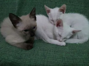 Gato raça Uma siamês e dois branquinhos idade 2 a 6 meses nome Ainda não tem nome 
