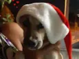 Totó