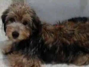 Cachorro raça Não tem idade 2 a 6 meses nome Athena