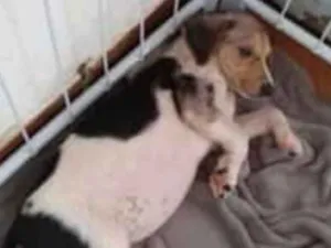 Cachorro raça SRD idade 2 a 6 meses nome Lili 