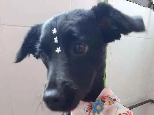 Cachorro ra a sem raca definida idade 1 ano nome Panterinha