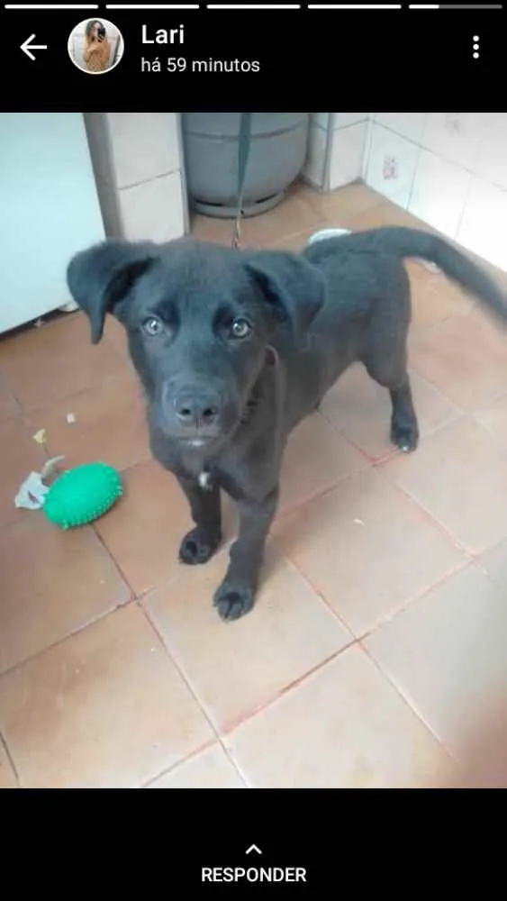 Cachorro ra a Labrador com vira-lata  idade 2 a 6 meses nome Luck 