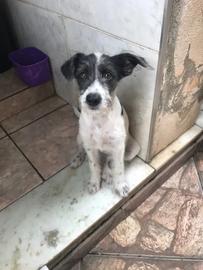 Cachorro raça Indefinida  idade 2 a 6 meses nome Amora 