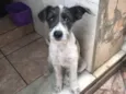 Amora 