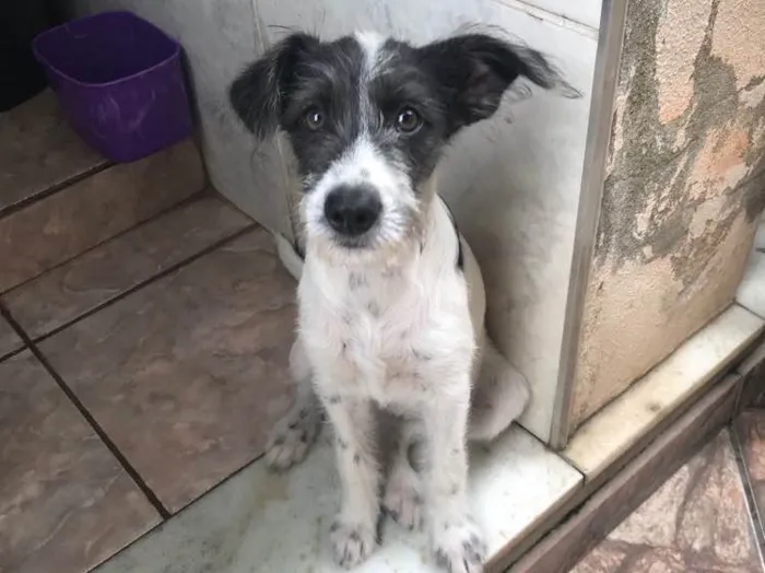 Cachorro raça Indefinida  idade 2 a 6 meses nome Amora 