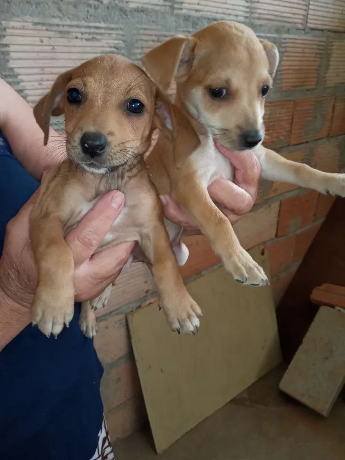 Cachorro raça Viralata idade Abaixo de 2 meses nome Sara