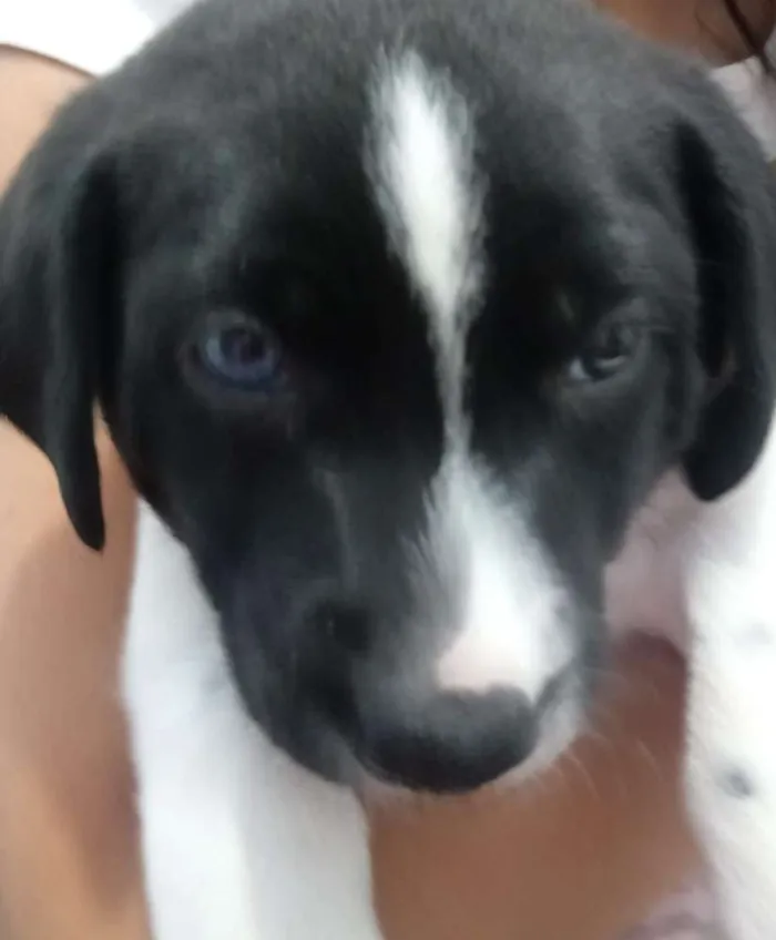 Cachorro ra a Indefinida idade Abaixo de 2 meses nome Dudu