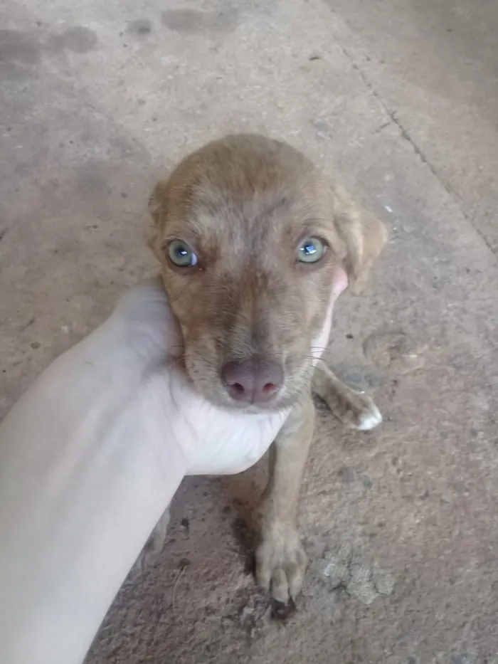 Cachorro ra a Indefinida idade 2 a 6 meses nome Não tem