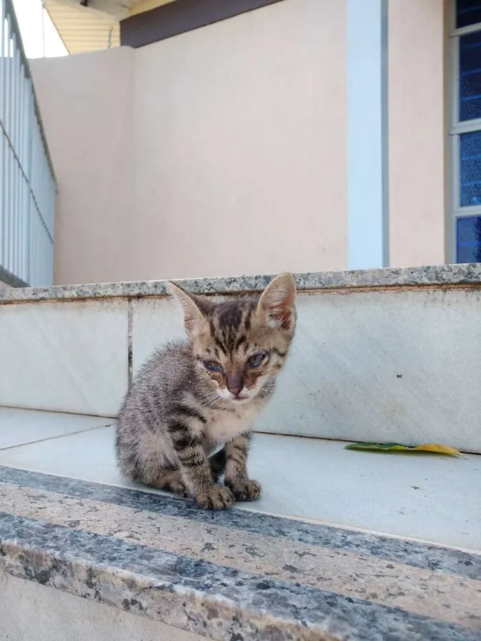 Gato ra a Não identificado idade Abaixo de 2 meses nome Sem nome