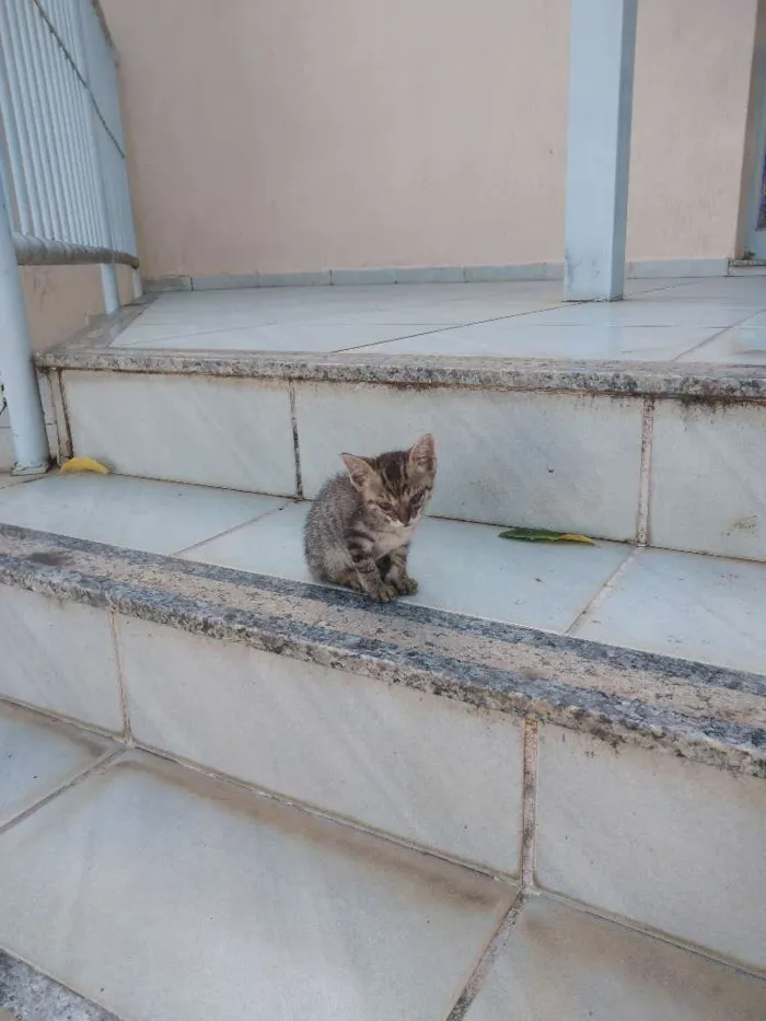 Gato ra a Não identificado idade Abaixo de 2 meses nome Sem nome