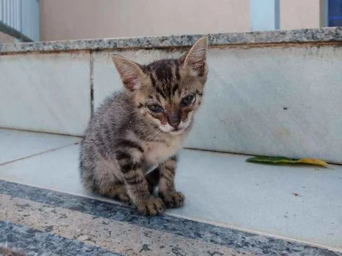 Gato ra a Não identificado idade Abaixo de 2 meses nome Sem nome