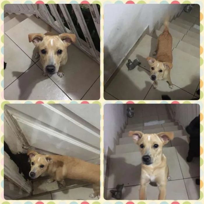 Cachorro ra a SRD idade 7 a 11 meses nome Pingo