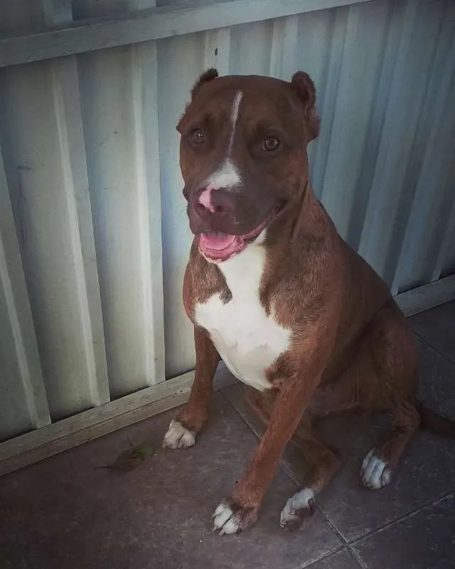 Cachorro ra a Pit-Bull idade 1 ano nome Zara