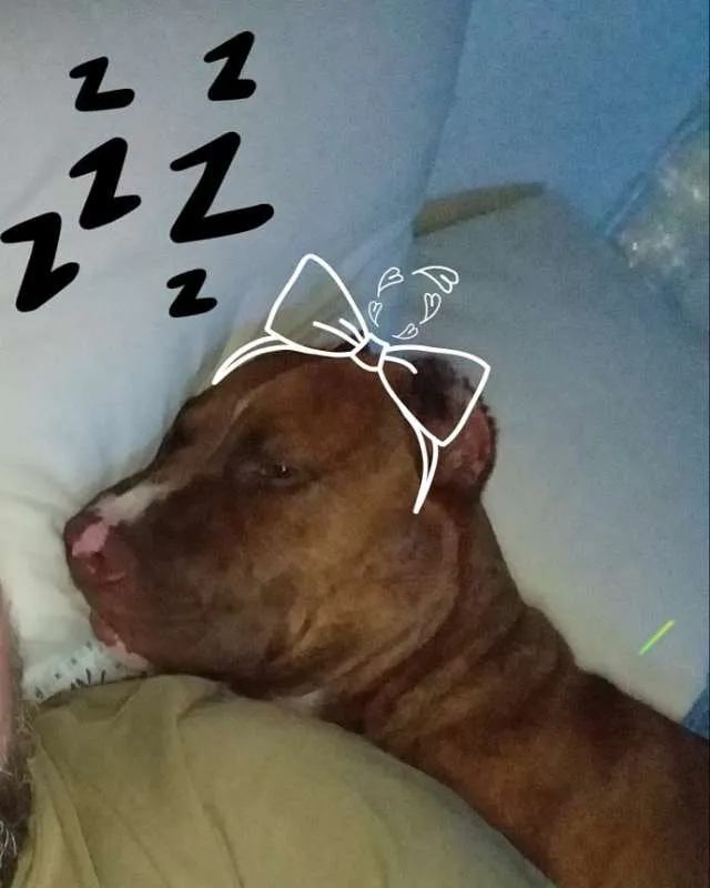 Cachorro ra a Pit-Bull idade 1 ano nome Zara