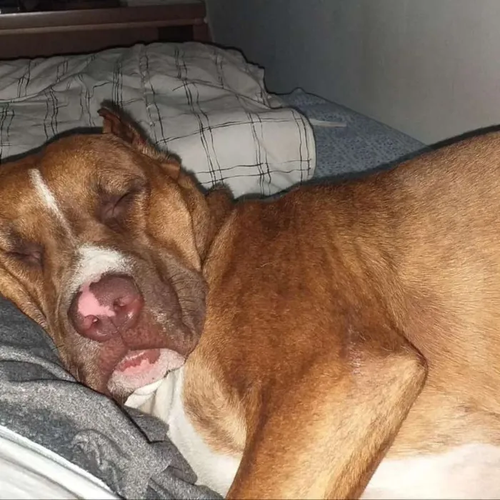 Cachorro ra a Pit-Bull idade 1 ano nome Zara