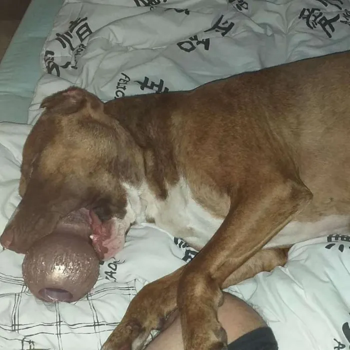 Cachorro ra a Pit-Bull idade 1 ano nome Zara