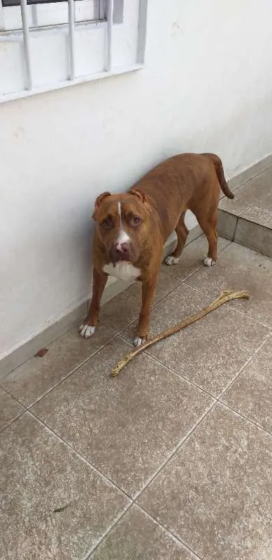 Cachorro ra a Pit-Bull idade 1 ano nome Zara