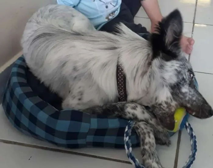 Cachorro ra a SRD idade 7 a 11 meses nome Clotilde