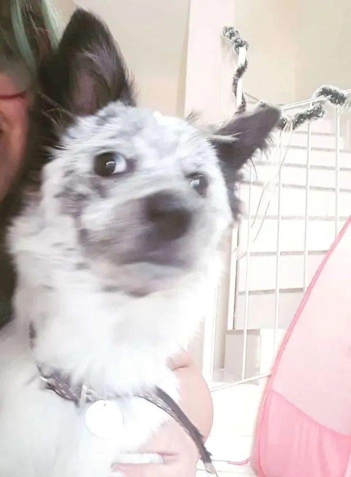 Cachorro ra a SRD idade 7 a 11 meses nome Clotilde