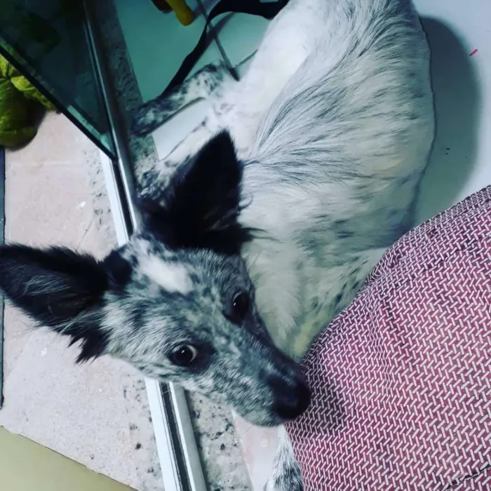 Cachorro ra a SRD idade 7 a 11 meses nome Clotilde