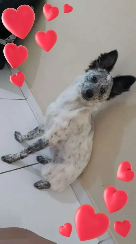 Cachorro ra a SRD idade 7 a 11 meses nome Clotilde