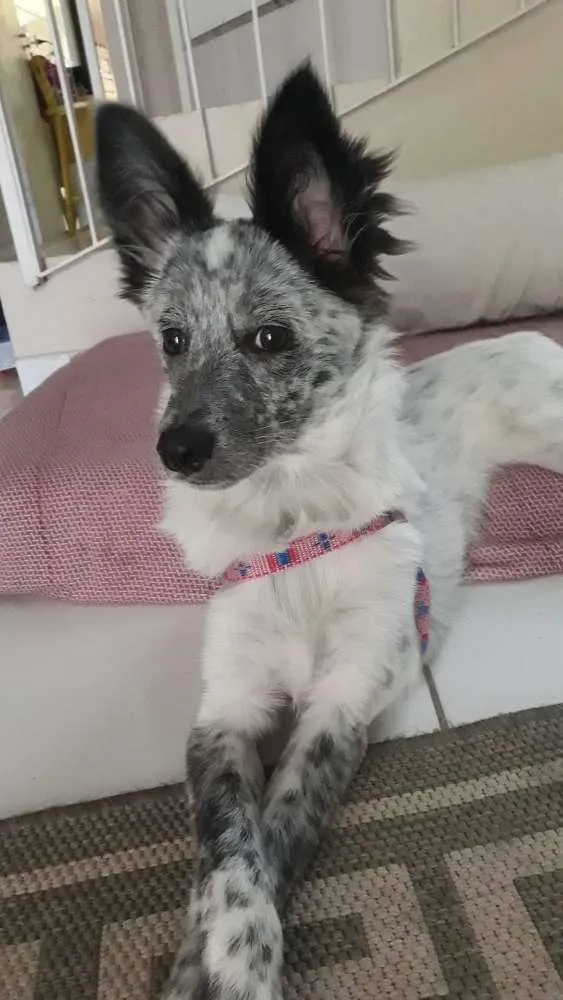 Cachorro ra a SRD idade 7 a 11 meses nome Clotilde