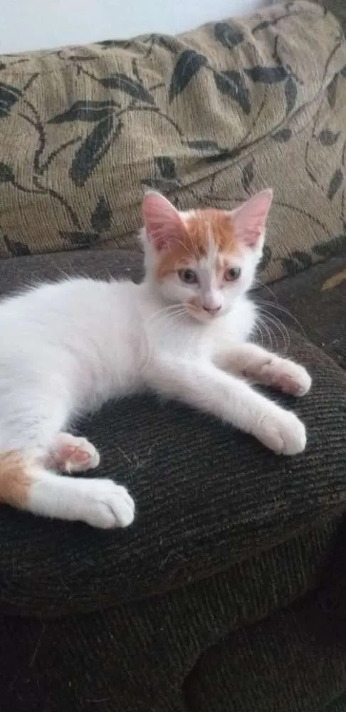 Gato ra a sem raça  idade 2 a 6 meses nome nenhum tem nome