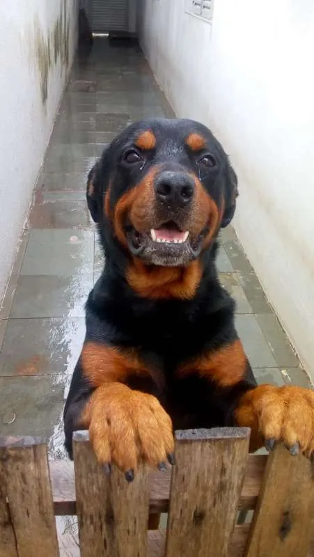 Cachorro ra a Rottweiler idade 4 anos nome Tayson