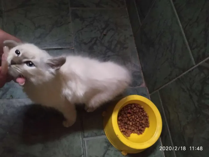 Gato ra a SDR idade Abaixo de 2 meses nome Pluminha