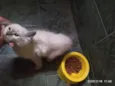 Pluminha