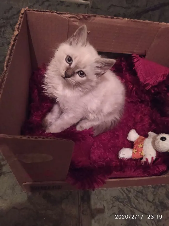 Gato ra a SDR idade Abaixo de 2 meses nome Pluminha